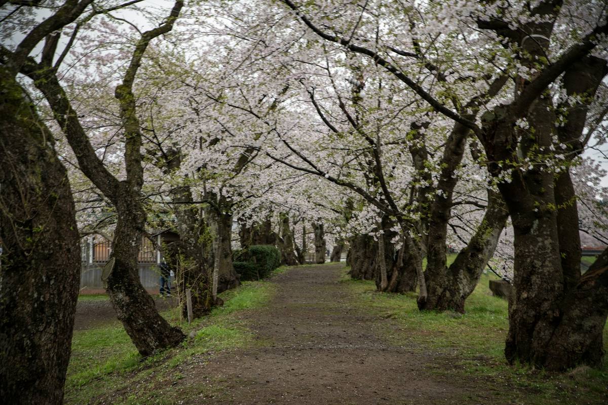 The Camino Português in spring — a green lane under blossom, waymarked toward Santiago