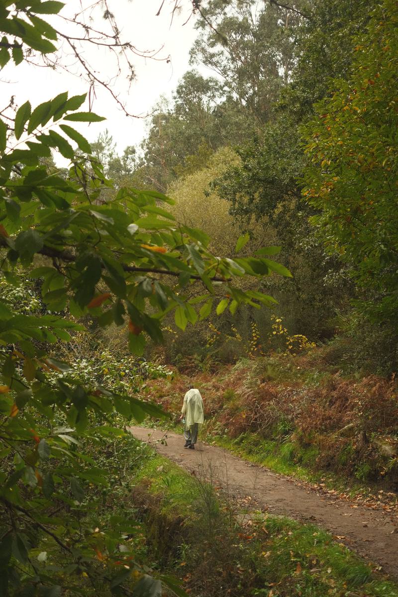 Walker on a quiet misty forest trail between green fields in rural Galicia