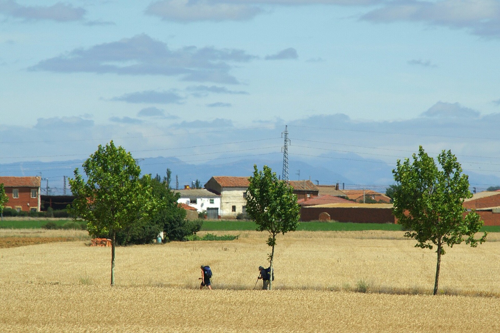 Pilgrims walking the Camino Português through golden countryside